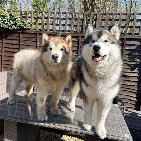 phil the malamute|The Matthews Malamute Family .
